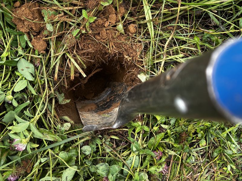 Looking straight down at a narrow hole cut into red soil with a
                  spade, red clover and grass growing around it.