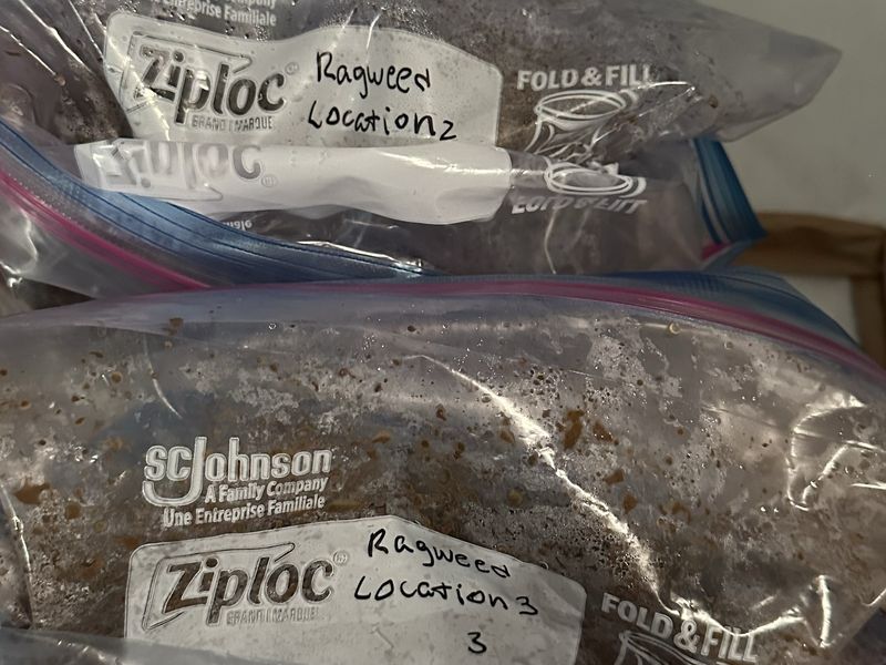 Freezer bags of dark brown soil resting on one another, two of them
                  hand-labeled in marker with the word Ragweed and a location number.