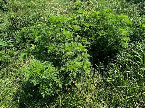 A dense clump of common ragweed, its finely divided leaves standing
                  above the grass, with young orchard trees in the background.