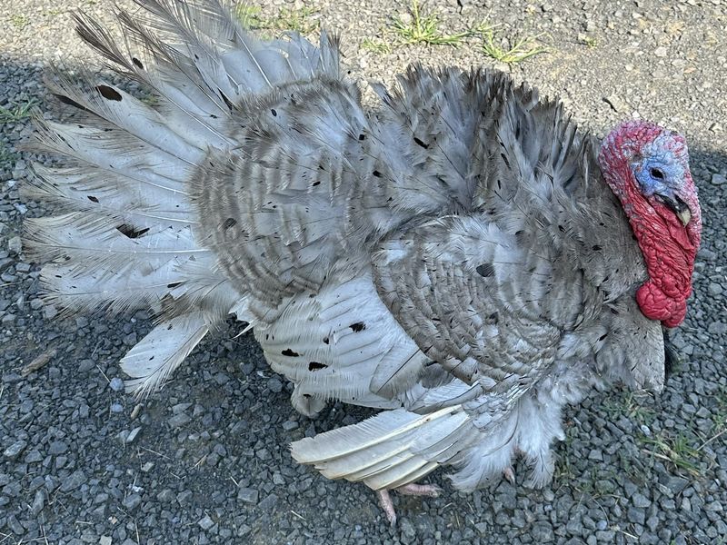 A pale gray and white turkey with its tail and wing feathers fanned
                  out, standing on a sunlit gravel farm track.